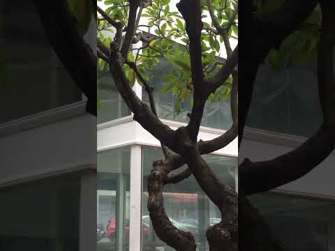 Walking street Baan Silom , Bangkok, Thailand 🇹🇭